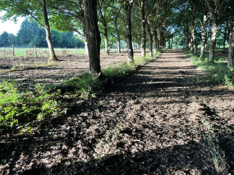 89A1EB12-9869-47EC-AB41-FC4E93904806.jpeg (542.72 Kio) Vu 2978 fois 2 rangées de la châtaigneraie