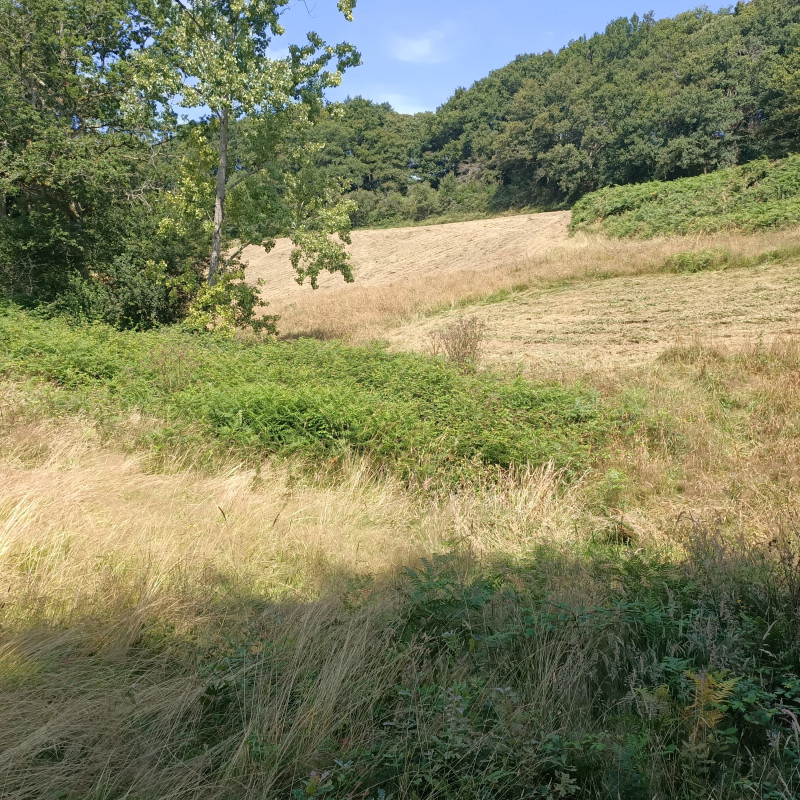 IMG20240709114106.jpg